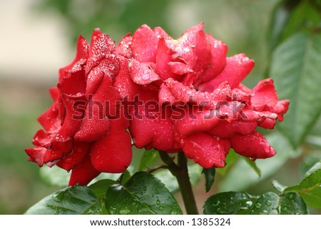 Beautiful red roses saturated in morning dew.