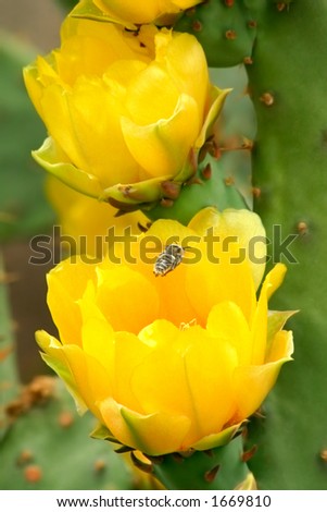 Yellow pear cactus blossoms with a visiting bee.