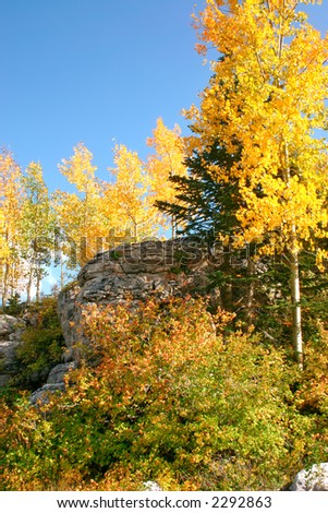 Autumn leaves line a ridge in the Sandia mountains of central New Mexico.