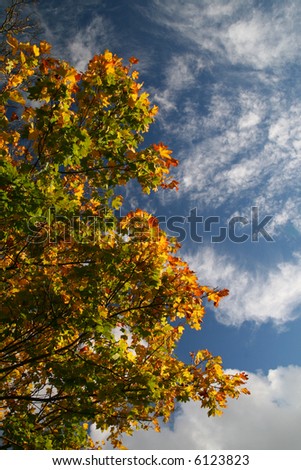 autumn colour (red, yellow, orange, green, gold) leaves on the beauty cloudy sky,  natural background