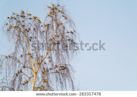 A flock of small birds Bombycilla garrulus sitting on a tree in summer day, Moscow region, Russia