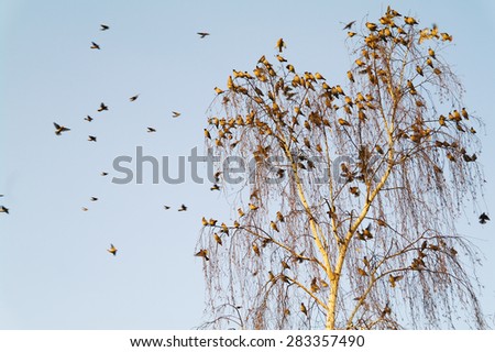 A flock of small birds Bombycilla garrulus sitting on a tree in summer day, Moscow region, Russia