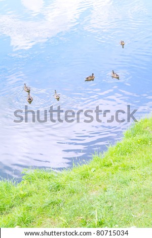 Ducks in the lake in summer, Kuzminki, Moscow, Russia