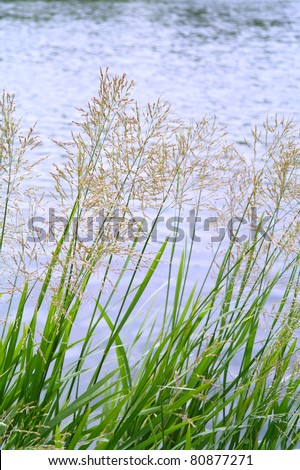 The grass on the lake in summer, Kuzminki, Moscow, Russia
