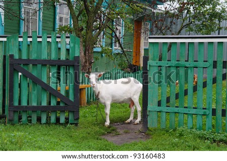 White goat home near the fence against the house, the Tambov region, Russia