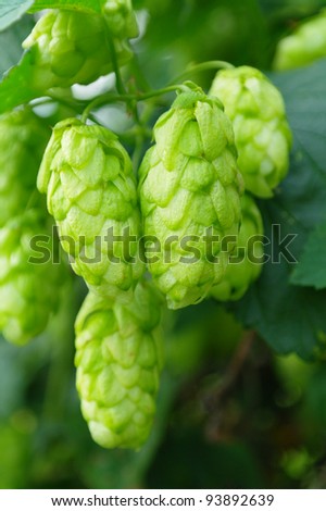 Hops growing in the garden, the Tambov region, Russia