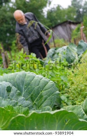 An elderly man in the garden about growing cabbage, Tambov region, Russia