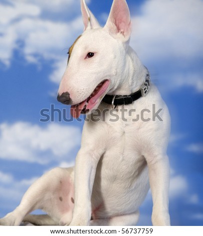 white Bull Terrier Breed blue sky