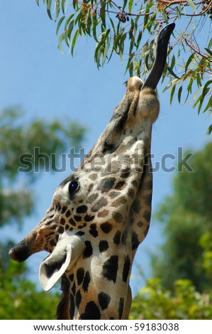 a giraffe eating