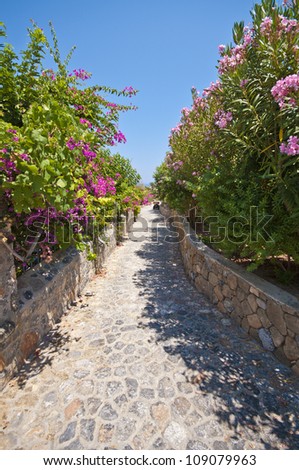 a stone pathway lined with glorious flowering shrubs in Lindos on the greek island of Rhodes.