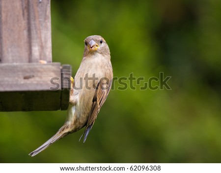 House sparrow, passer domesticus, at a garden bird feeding station