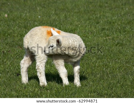 a cute spring lamb scratching an itch