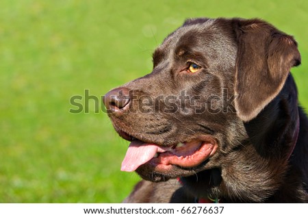 profile portrait of a beautiful chocolate labrador retriever dog