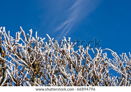 frosty topped hedgerow against a bright blue winter sky, horizontal