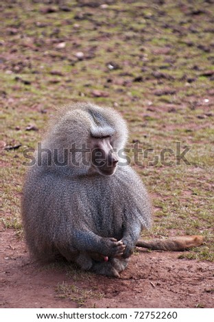 alpha male hamadryas baboon. The leader of the pack.