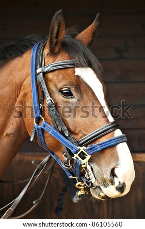 Bay Horse Bridle