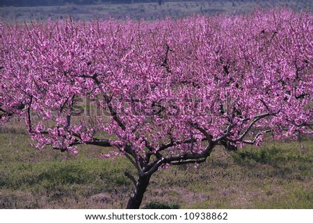 peach trees in full bloom