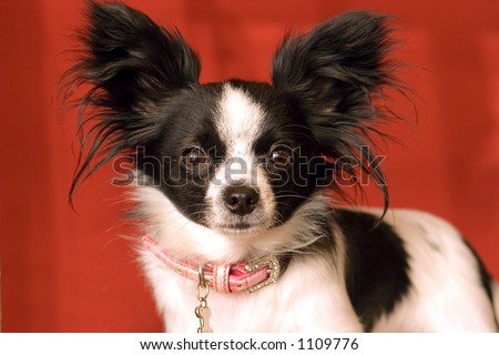 Little Papillon Dog with big Ears