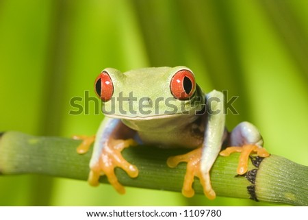 Red Eyed Tree Frog on branch