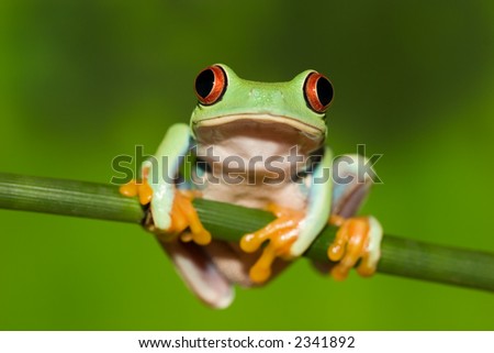 Frog on Red Eyed Tree Frog On Branch Stock Photo 2341892   Shutterstock