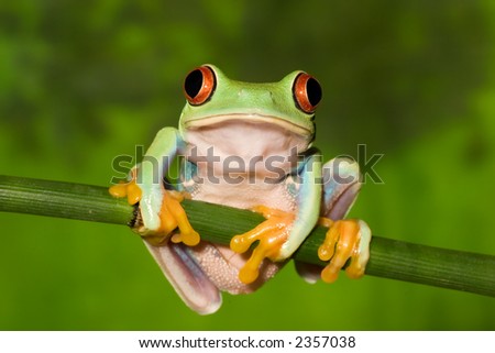 Red Eyed Tree Frog on Branch