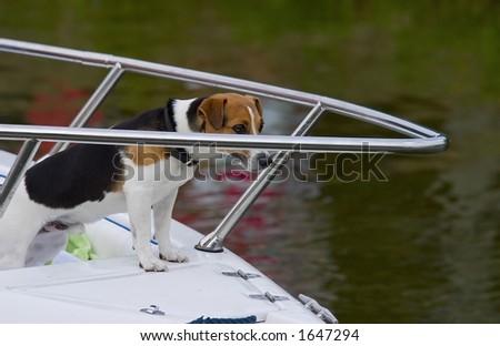 Jack Russel on watch on small yacht