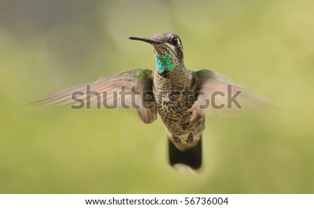 Magnificent hummingbird, Miller Canyon, Huachuca mountains,AZ,USA.