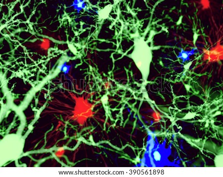 Three types of brain cells.\
Red: astrocytes, green: pyramidal neurons, blue: microglia cells,