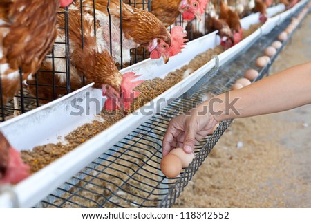 Eggs chicken farm