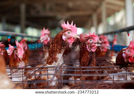 Eggs chickens farm