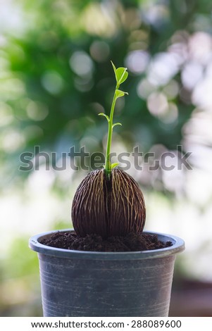 Suicide tree seed