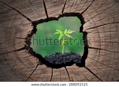 Old tree stump and isolated on middle part, Natural concept.