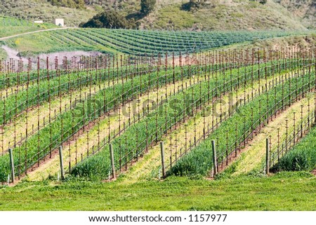 California winery