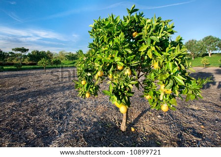 California Orange Trees