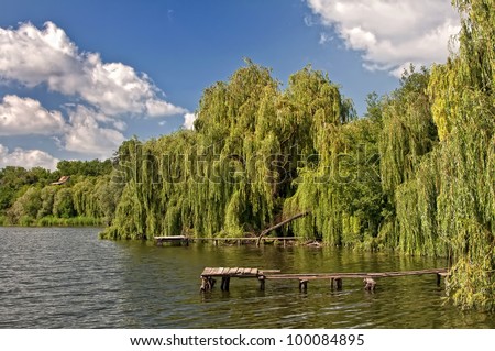 Weeping willow tree on the bank of a river in the summer.