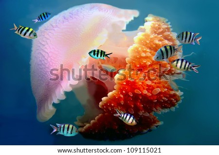 giant jellyfish