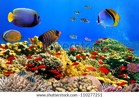 Photo of a coral colony on a reef,  Red Sea, Egypt