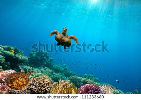Green Sea Turtle swimming over Coral Reef, Red Sea, Egypt