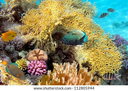 Coral garden with starfish and colorful tropical fish.