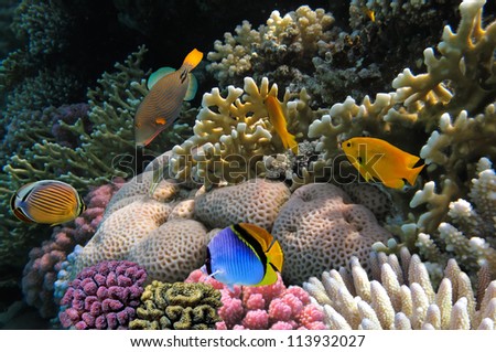 Photo of a coral colony on a reef,  Red Sea, Egypt.