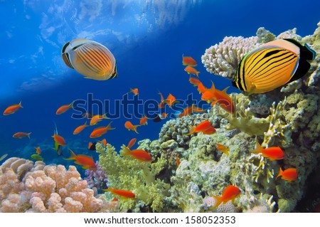 Underwater shoot of vivid coral reef with a fishes, Red Sea, Egypt.