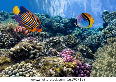 Tropical Fish on Coral Reef in the Red Sea.