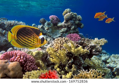 Coral Reef With Soft And Hard Corals With Exotic Fishes