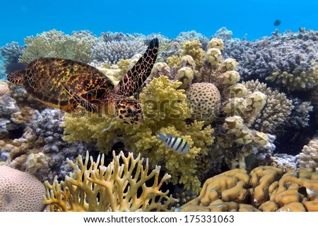 green turtle swimming in blue ocean,great barrier reef.