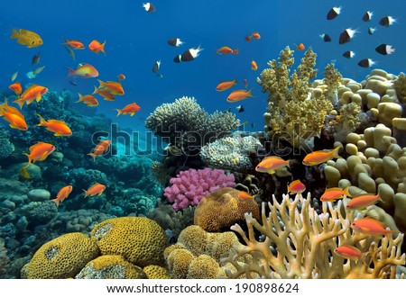Coral and fish in the Red Sea. Egypt.