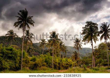 coconut trees before the storm