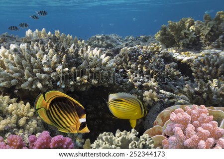 Ocean full of life. underwater coral reef in open deep sea