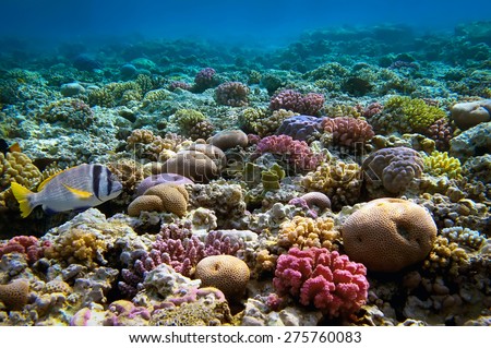 Coral reef, Red Sea, Egypt.