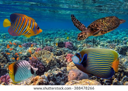 Colorful coral reef with many fishes and sea turtle. Red Sea, Egypt