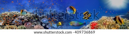 Underwater panorama with turtle, coral reef and fishes. Red Sea, Egypt